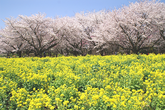 満開の桜と菜の花