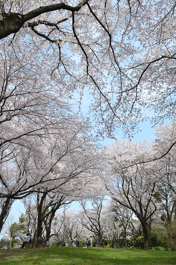 上を覆うほどの桜