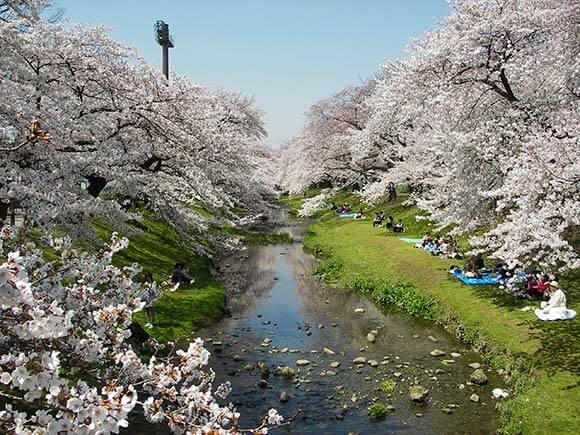 川と桜と青空の景色