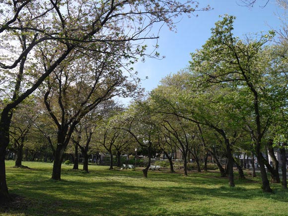 たくさんの木が茂る公園