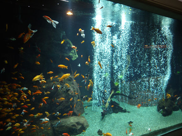 たくさんの金魚が泳ぐ水槽