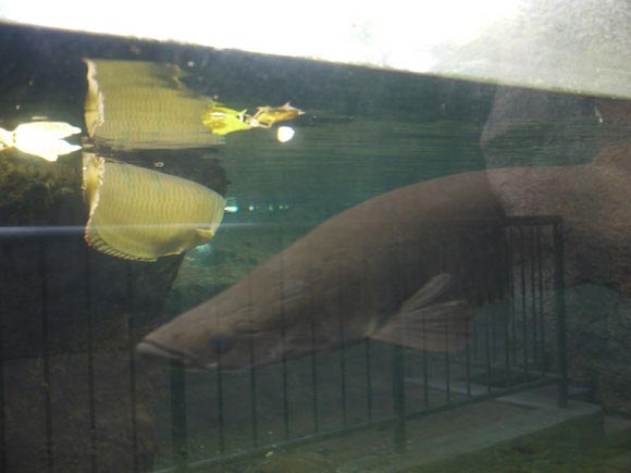 水槽を泳ぐ大きな魚