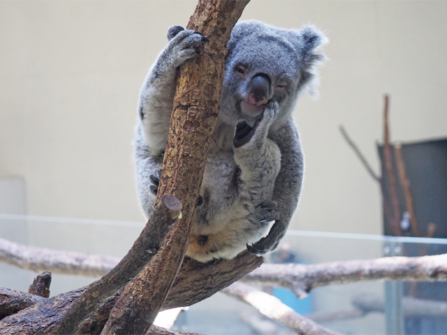 ライオンやコアラも 多摩動物公園 の見どころ完全ナビ 免許と一緒に タイムズクラブ