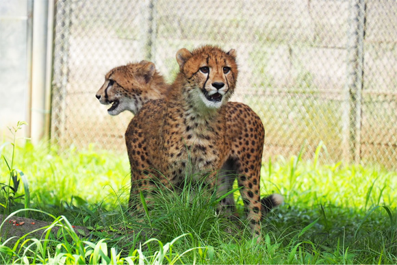 草むらで遊ぶ2匹のチーターの子