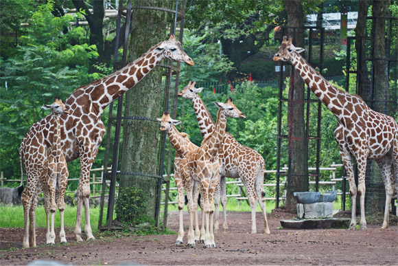 親キリンの間に3匹の子キリン