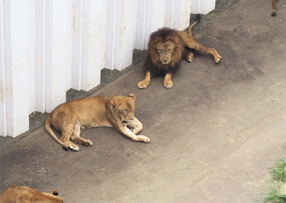 日陰で休む2匹のライオン