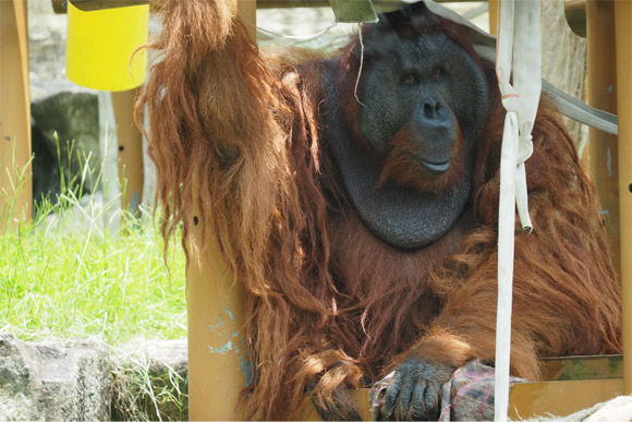 毛が長く大きなオランウータン