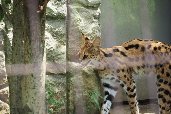 サーバルキャットの横顔