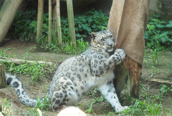 木に寄りかかるユキヒョウ