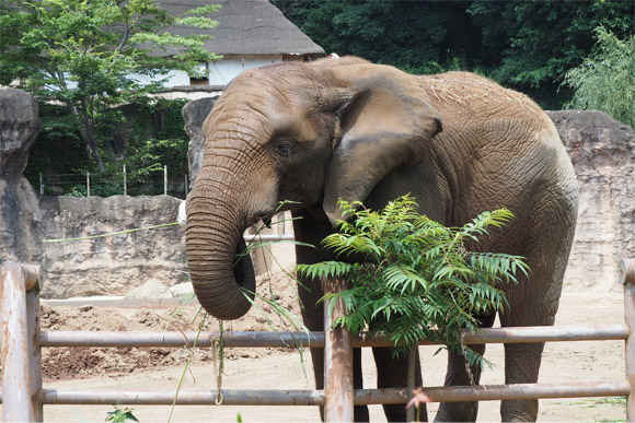 器用に鼻で草を食べるゾウ