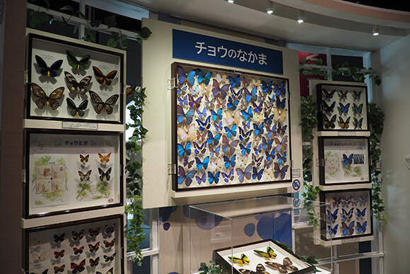 モルフォ蝶などの標本展示