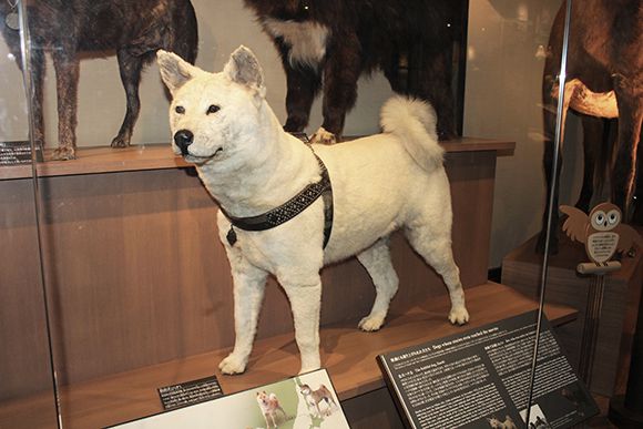 白い秋田犬の剥製