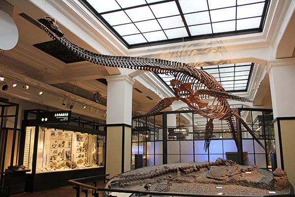 大きな恐竜の化石