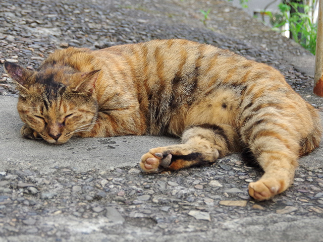 道で眠るキジトラ