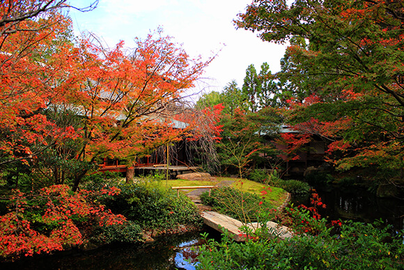 緑の中に赤く色づいた紅葉が見える庭