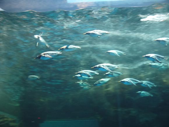 勢いよく泳ぐペンギンたち