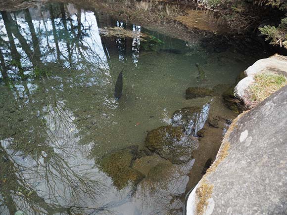 上から見た魚が泳ぐ池