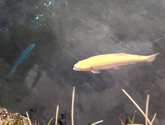 池を泳ぐ金色の魚