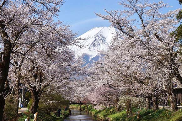 桜の時期の忍野八海