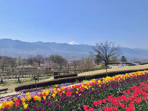 色鮮やかなチューリップ畑と山並